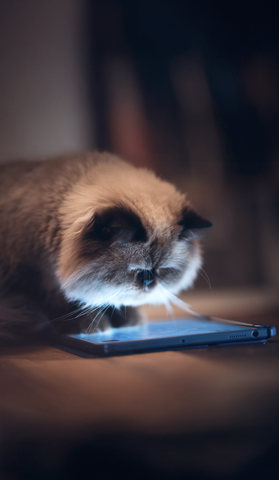 초민감자(HSP)의<br>디지털 산책법